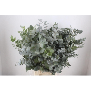 Euca Cinerea 300gr P Bunch