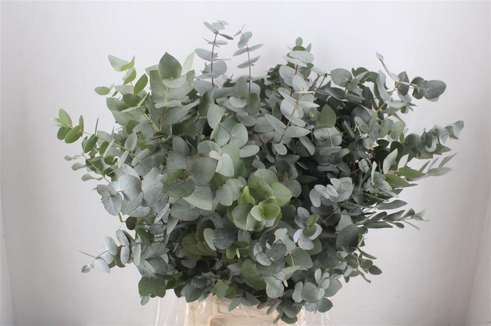 <h4>Euca Cinerea 300gr P Bunch</h4>