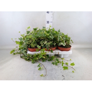 Hedera helix 'Eva'