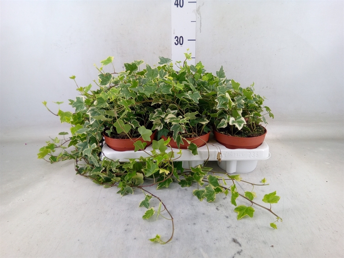 <h4>Hedera helix 'Eva'</h4>