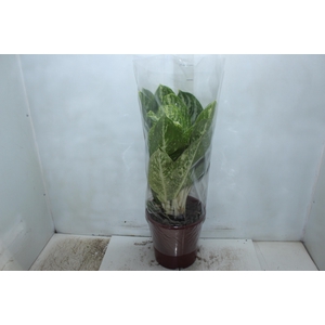 AGLAONEMA HYPNOTICA ALBA P23