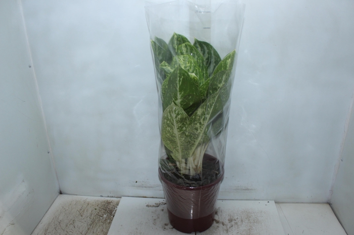 <h4>AGLAONEMA HYPNOTICA ALBA P23</h4>