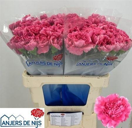 <h4>Di St Yukari Cerise</h4>