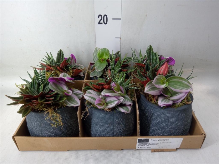 <h4>Arr. Kamerplant Groen L%</h4>