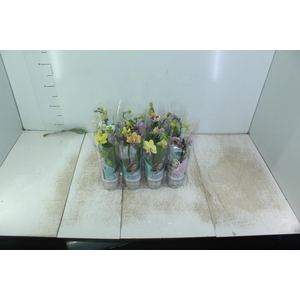 PHALAENOPSIS MINI P06