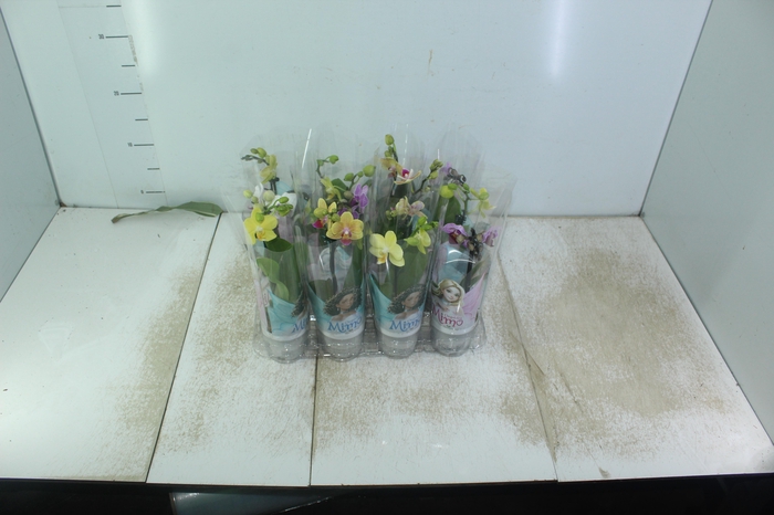 <h4>PHALAENOPSIS MINI P06</h4>
