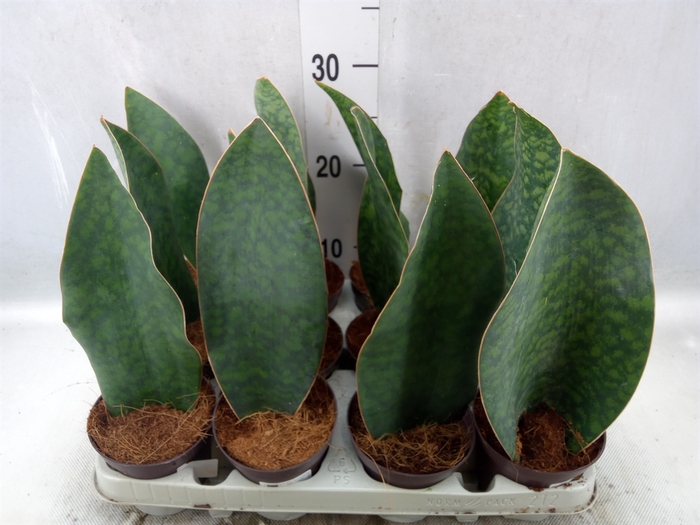 <h4>Sansevieria grandis</h4>