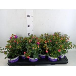 Fuchsia  'Bella Fuchsia Sacha'