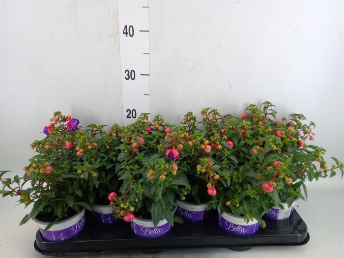 <h4>Fuchsia  'Bella Fuchsia Sacha'</h4>
