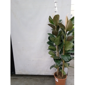Ficus elastica 'Robusta'