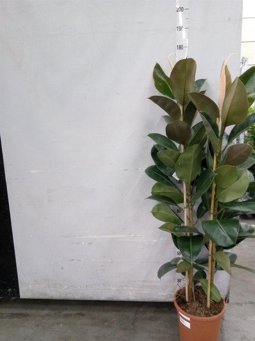 <h4>Ficus elastica 'Robusta'</h4>
