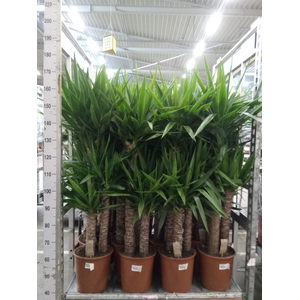 Yucca elephantipes   ...