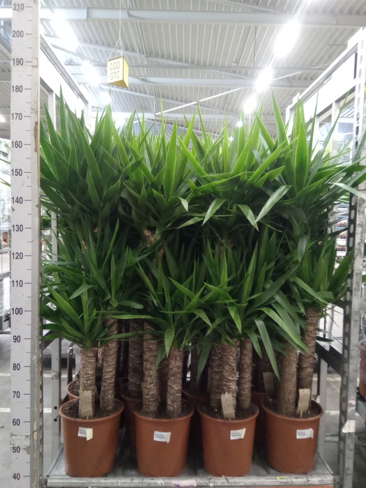 <h4>Yucca elephantipes   ...</h4>