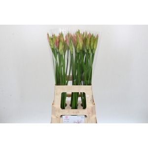 Nerine Vesta K