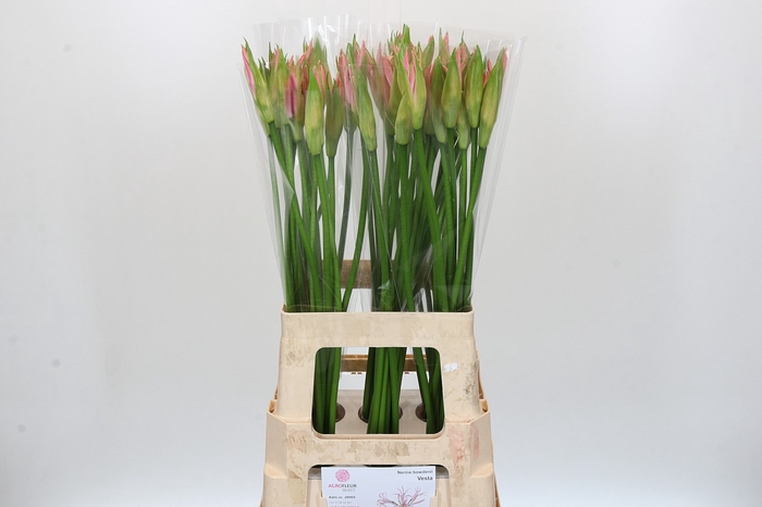 <h4>Nerine Vesta K</h4>