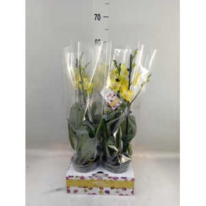 Phalaenopsis   ...yellow