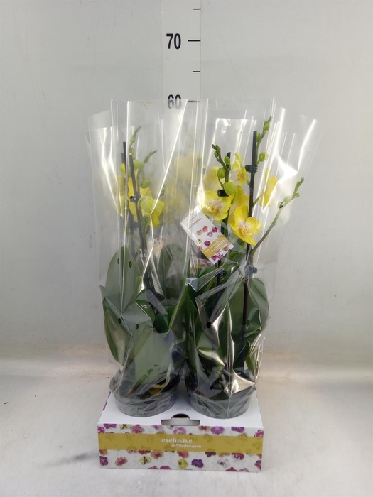 <h4>Phalaenopsis   ...yellow</h4>