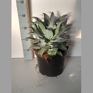 AGAVE OV