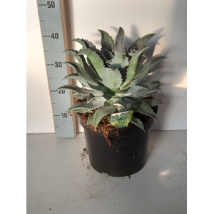 AGAVE OV