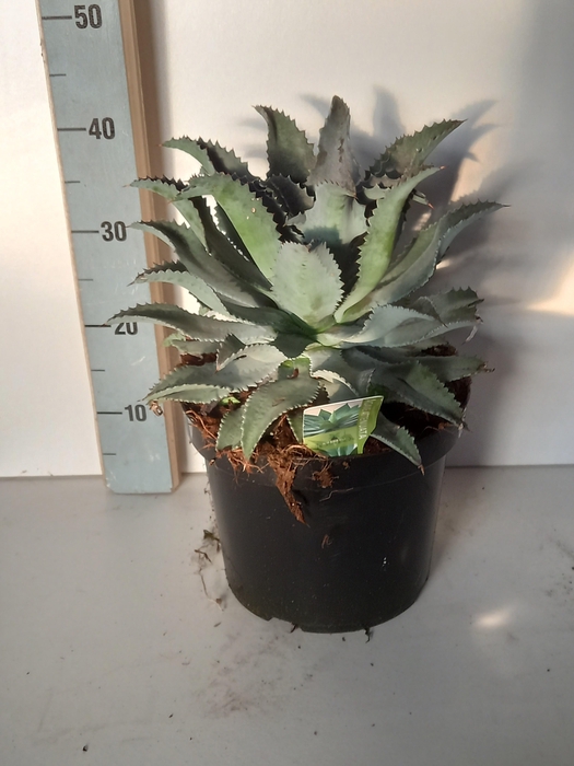 <h4>AGAVE OV</h4>