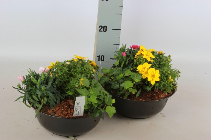 <h4>ARR TUINPLANTEN</h4>