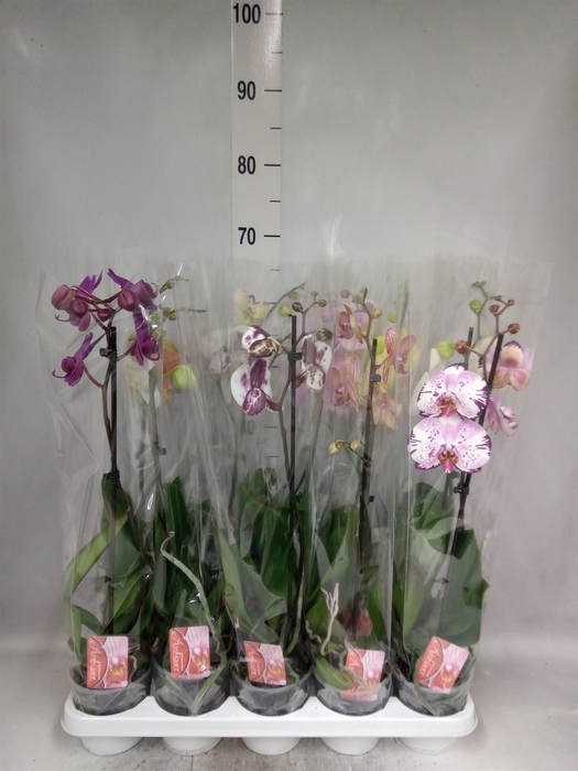 <h4>Phalaenopsis   ...mix</h4>