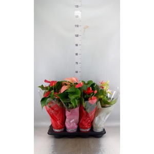 Anthurium   ...mix 4