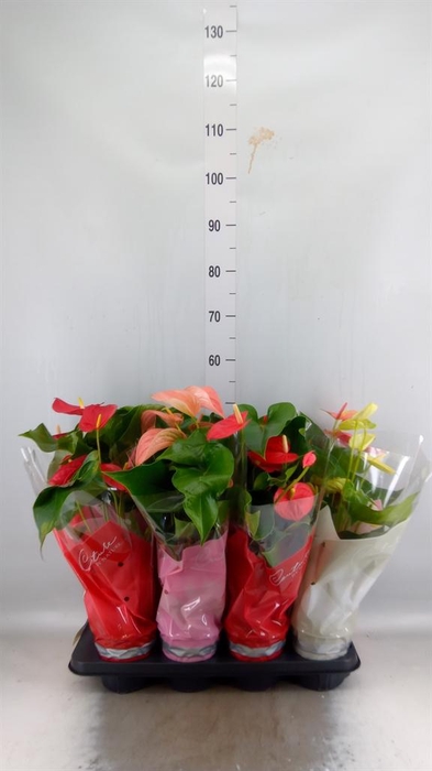 <h4>Anthurium ...mix 4</h4>