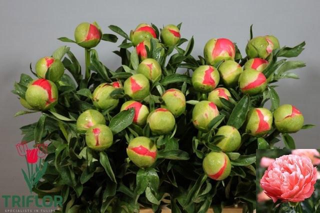 <h4>PAEO CORAL SUNSET</h4>