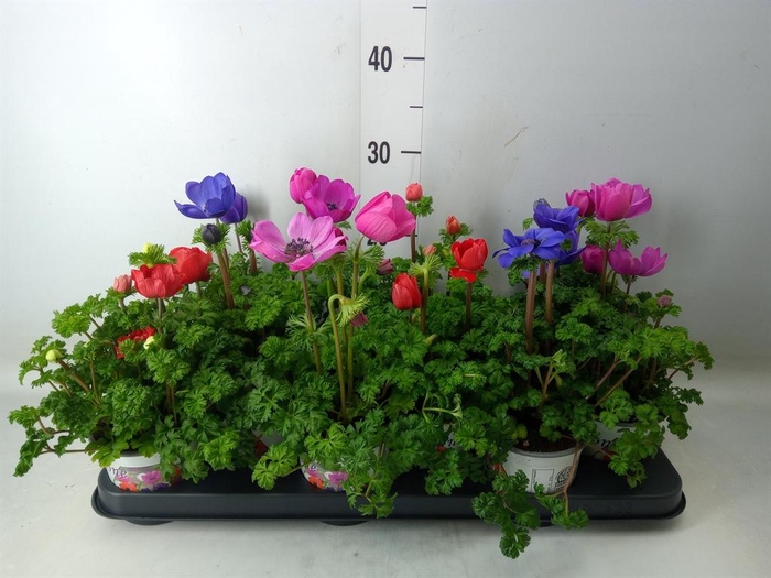 <h4>Anemone cor. 'Harmony'   ..mix</h4>