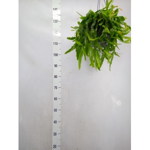 Rhipsalis   ...