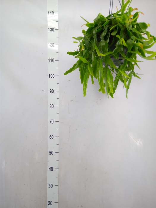 <h4>Rhipsalis   ...</h4>
