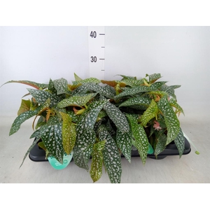 Begonia BD 'Double Dot'