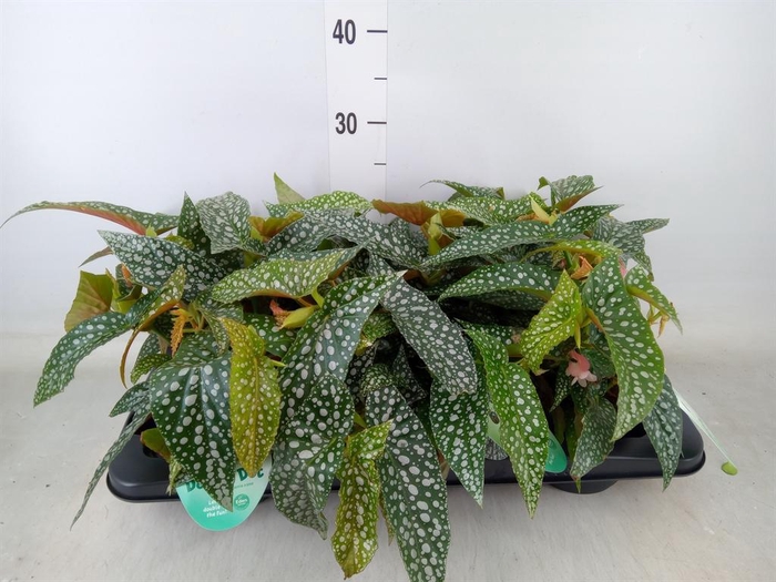 <h4>Begonia BD 'Double Dot'</h4>