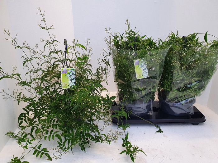 <h4>JASM POLYANTHUM WIT</h4>