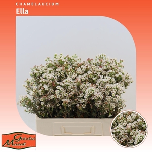 Chamelaucium Ella