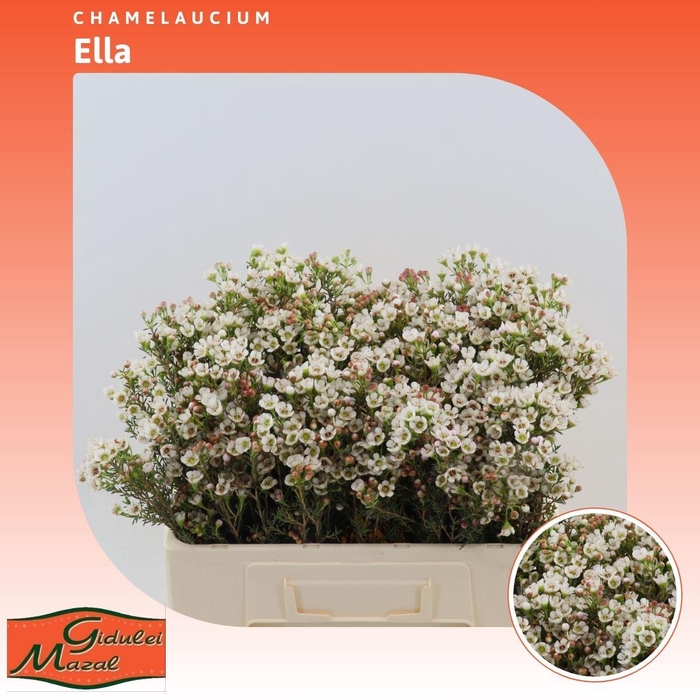 <h4>Chamelaucium Ella</h4>