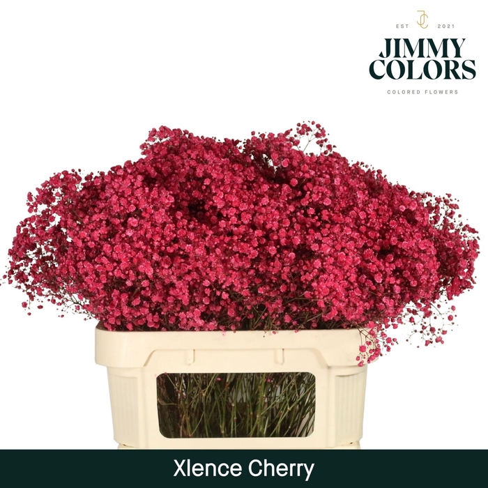 <h4>Gyps Xlence L80 Cherry</h4>
