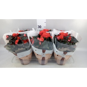 Begonia elat. DU 'Mocca Orange'