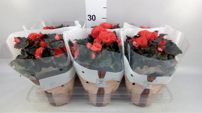 <h4>Begonia elat. DU 'Mocca Orange'</h4>
