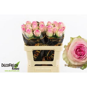 R Gr Brigitte Bardot