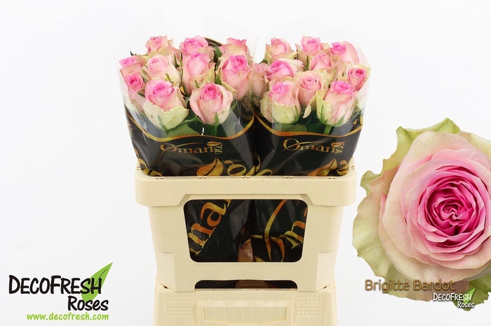 <h4>R Gr Brigitte Bardot</h4>