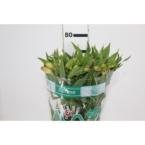 ALSTROEMERIA OPTIMA 080 CM