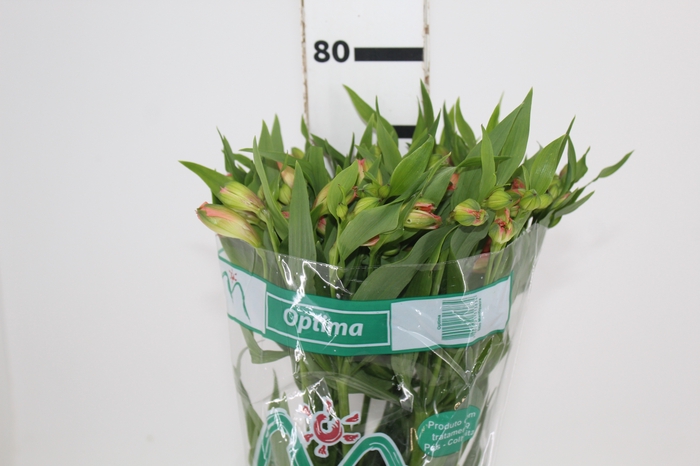 <h4>ALSTROEMERIA OPTIMA 080 CM</h4>