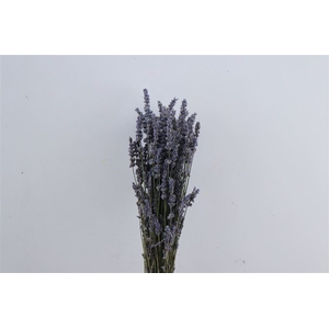 Dried Lavendel Blue Bio 100gr Bunch