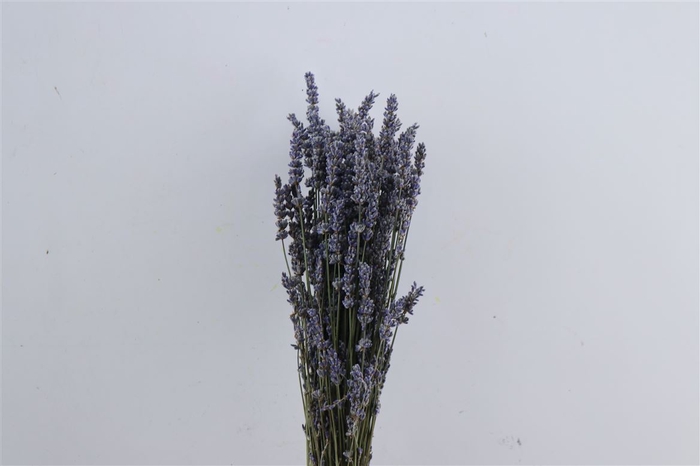 <h4>Dried Lavendel Blue Bio 100gr Bunch</h4>