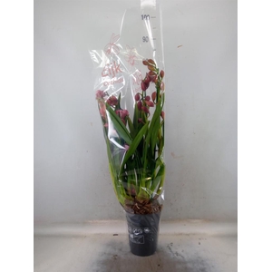 Cymbidium   ...mix
