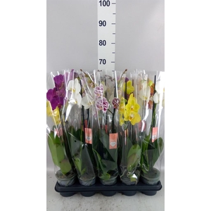 Phalaenopsis   ...mix  5