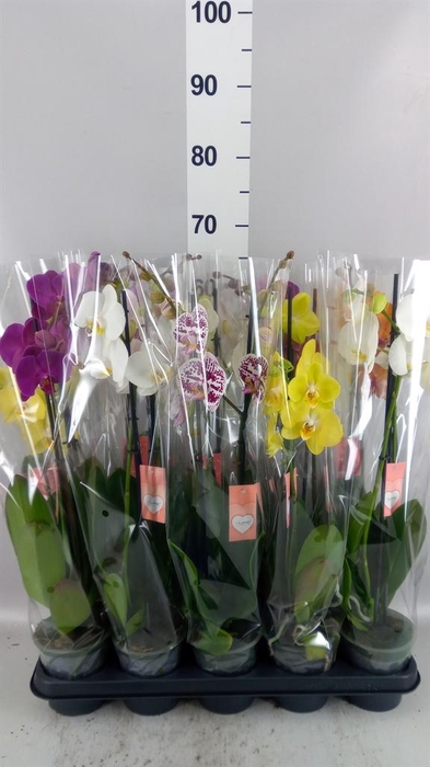 <h4>Phalaenopsis   ...mix  5</h4>