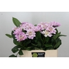 Dahlia Sweet Suprise